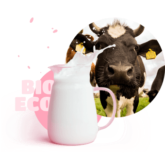 Cow, milk and promo